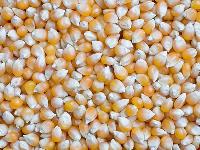 Maize