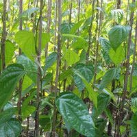 Bangla Betel Leaves