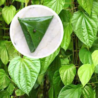 Sanchi Betel Leaves