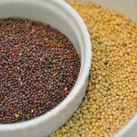 Mustard Seeds