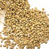 Coriander Seeds