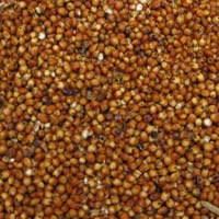 Sorghum Seeds