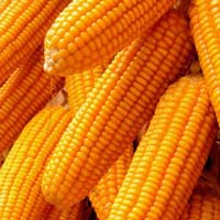 Yellow Maize