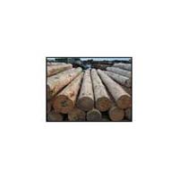 Timber Wooden Logs