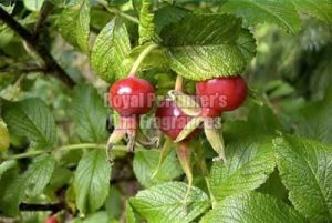 Bergamot Essential Oil