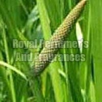 Calamus Essential Oil