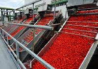 Tomato Processing Plant