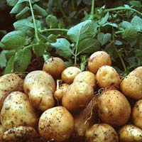 Pushkar Potato