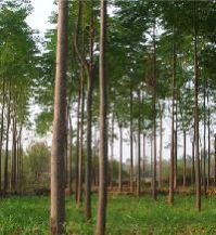 malabar neem plant