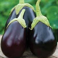 Fresh Brinjal