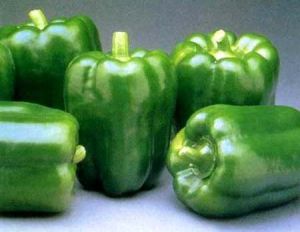 Fresh Green Capsicum