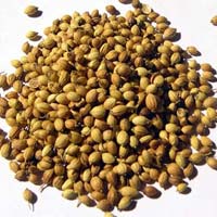 Coriander Seeds