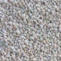 Raw Quinoa Seeds