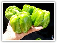 HYBRID CAPSICUM