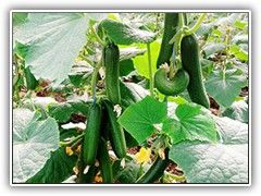 SEEDLESS CUCUMBERS