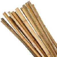 dry bamboo sticks