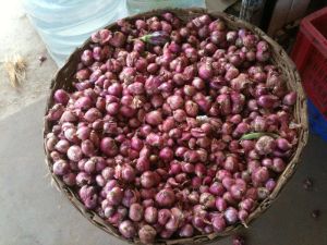 Shallot Onion