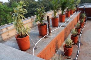 Drip Irrigation in Pot