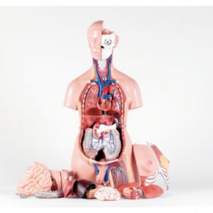 Anatomical Model