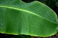 Banana Leaf