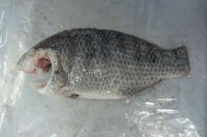 frozen tilapia