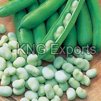 Fresh Broad Beans