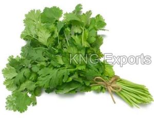 Fresh Coriander Leaves