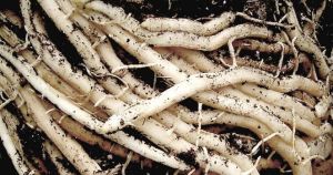 Asparagus Racemosus Roots