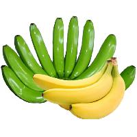 Cavendish G9 Bananas