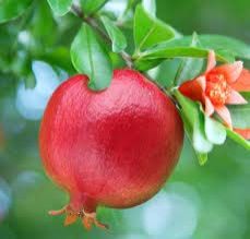 Fresh pomegranate