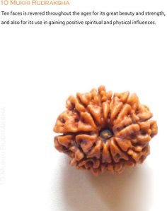 10 Mukhi Rudraksha from Teleone