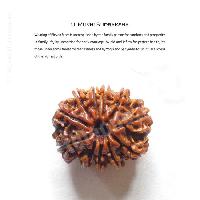 11 Mukhi Rudraksha