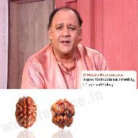 2 Mukhi Rudraksha from Teleone