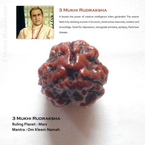 3 Mukhi Rudraksha from Teleone