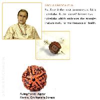 5 Mukhi Rudraksha from Teleone