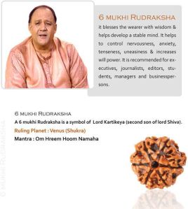 6 Mukhi Rudraksha