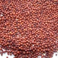 Red Sorghum Seeds