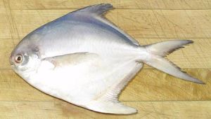 Silver Pomfret Fish