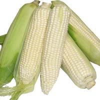 White Corn