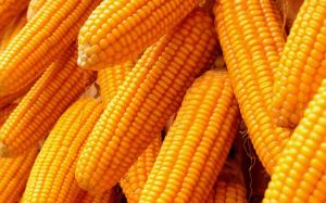 Yellow Corn