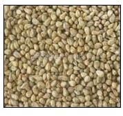 Pearl Millet Seeds