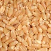 Wheat Seeds