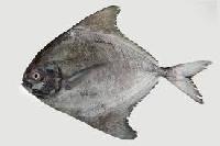 Black Pomfret Fish