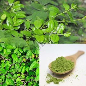 Gymnema Sylvestre