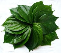 Fresh Betel Leaves