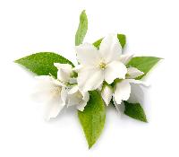 Fresh Jasmine Flowers