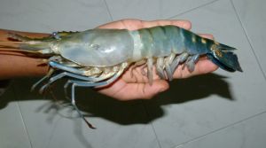 GALDA PRAWN