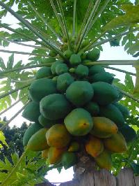 Papaya Plant