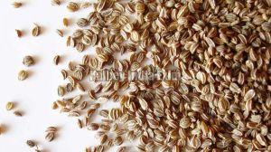 Celery Seeds