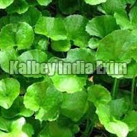 Fresh Centella Asiatica Leaves